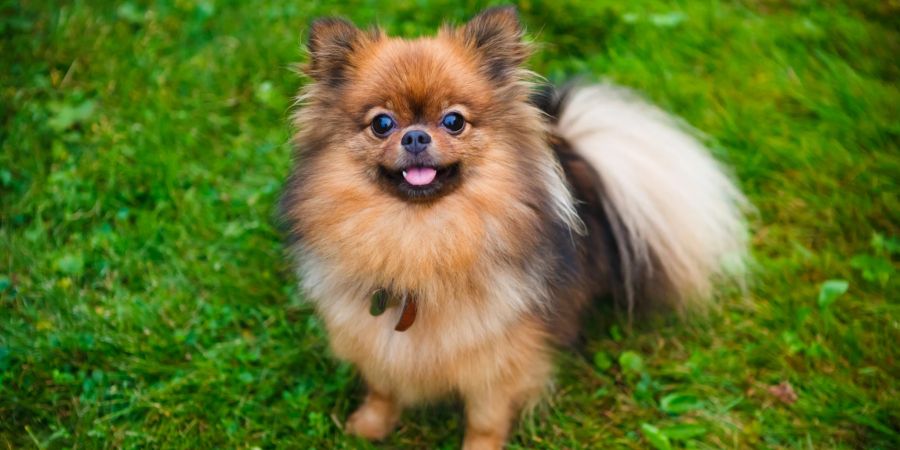 Pomeranians Hund