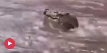 Unwetter Australien Krokodile