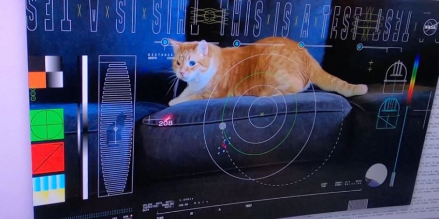 Das Video der Katze mit dem Namen Taters wurde über eine Strecke von 31 Millionen Kilometer übertragen.