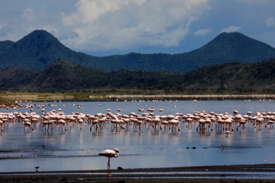 Der Lake Nakuru in Kenya schneidet im Ranking nicht gut ab.