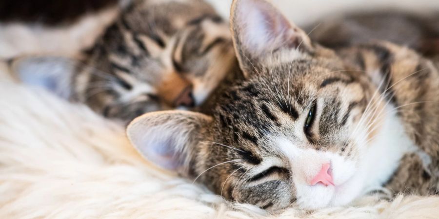Bei den beliebtesten Namen für Katzen hat sich 2022 Mogli in die Top Ten eingereiht.