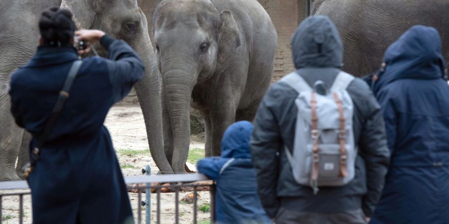 Besucher beobachten im Zoo an Heiligabend die Elefanten.