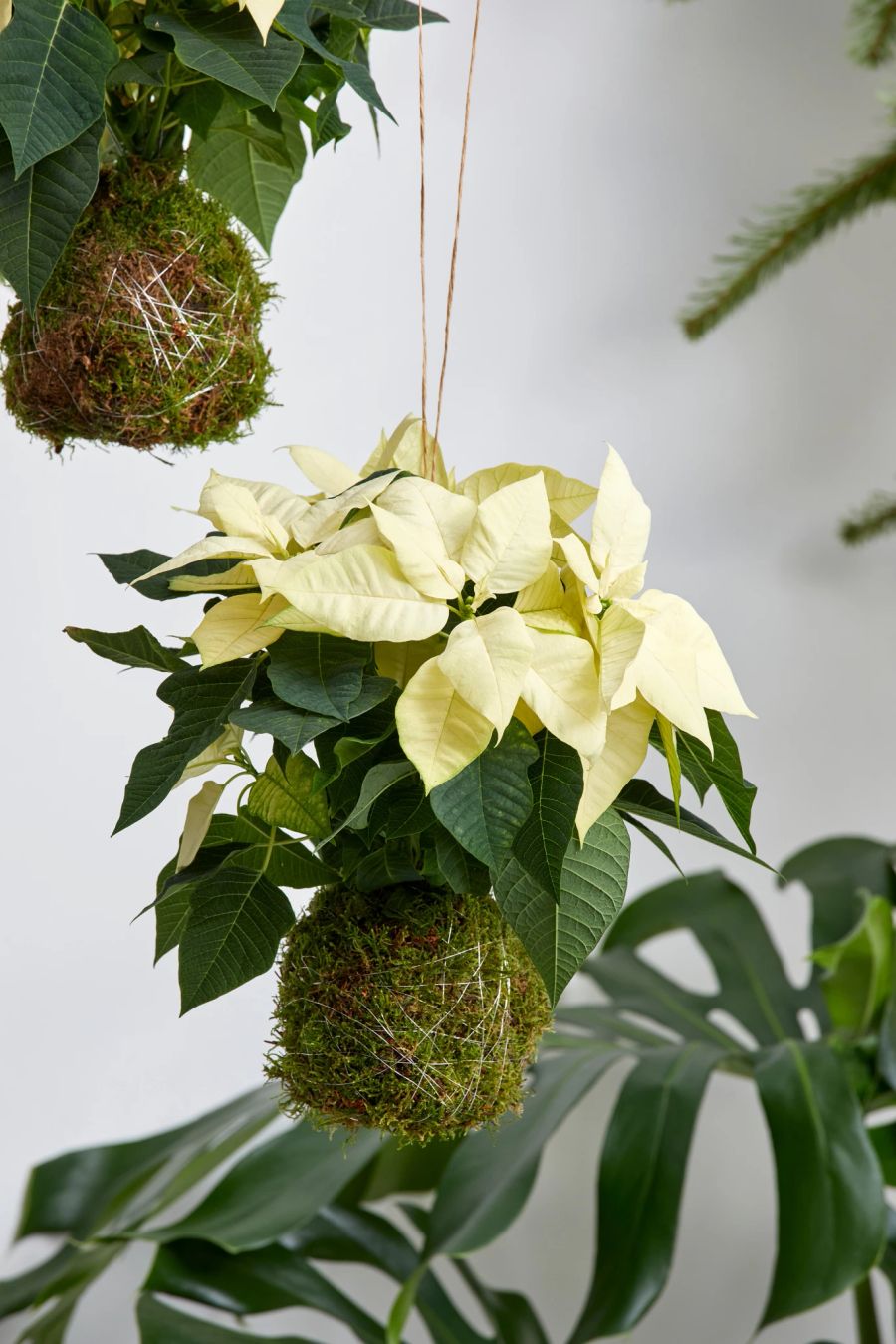 Kokedama Moosball Weihnachtsstern Balacera