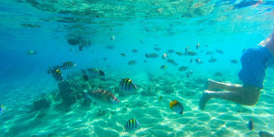 Unterwasser Fischschwarm Mann Tauchen Schwimmen