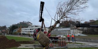 Stadt - Lenzburg pflanzt eine Zerreiche im Widmi-Gebiet