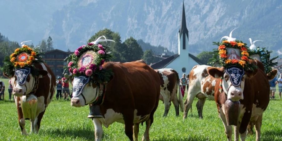 Bauern wollen nur Kuhmilch-Werbung