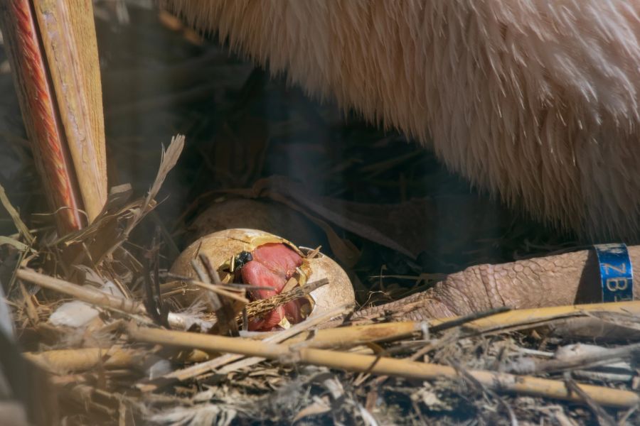 Komplett nackt schlüpfen die Pelikane aus ihrem Ei.