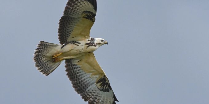 In der Brutzeit kann es passieren, dass ein Vogel Menschen aus seiner Nähe vertreiben will. Auch Mäusebussarde neigen gelegentlich zu einem solchen Verhalten. mäusebussard