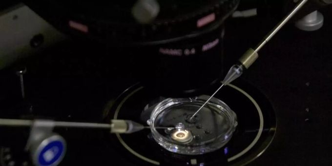 In einem Labor im chinesischen Shenzhen wird eine Embryo behandelt. Foto: Mark Schiefelbein/AP embryo