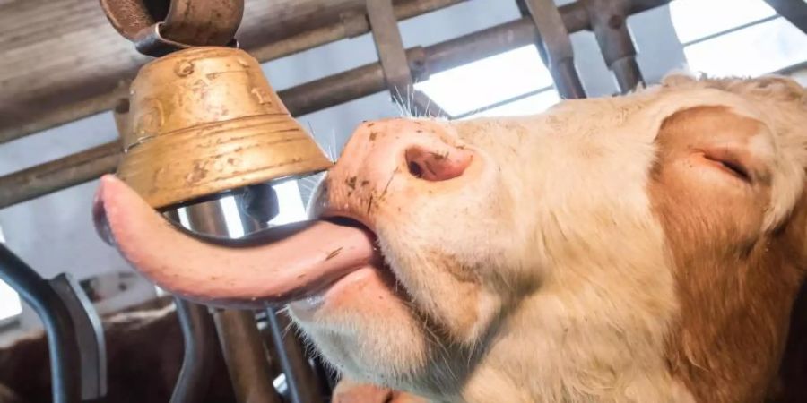 Ein Ehepaar in Oberbayern fühlt sich von Kuhglocken gestört und will eine Ende des Gebimmels erstreiten. Foto: Peter Kneffel