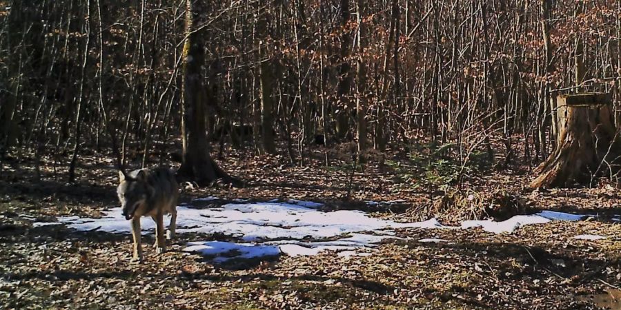 aargau der Wolf