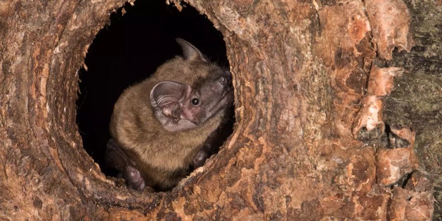 Fledermaus in Baumhöhle