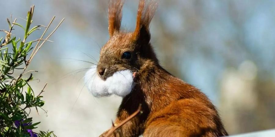 Das Eichhörnchen Fridolin mit Watte im Maul. Foto: Lisa Ducret