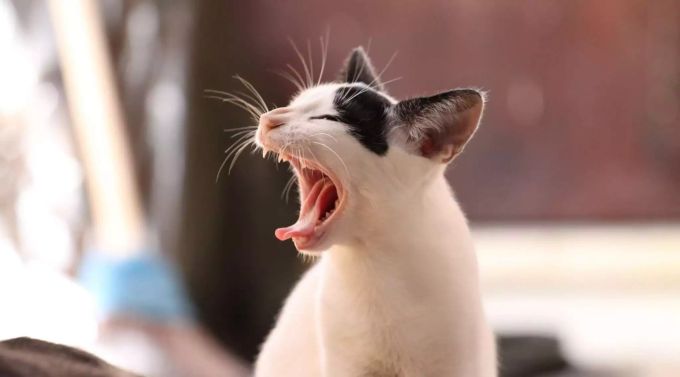 Eine Katze gähnt. Gähnen