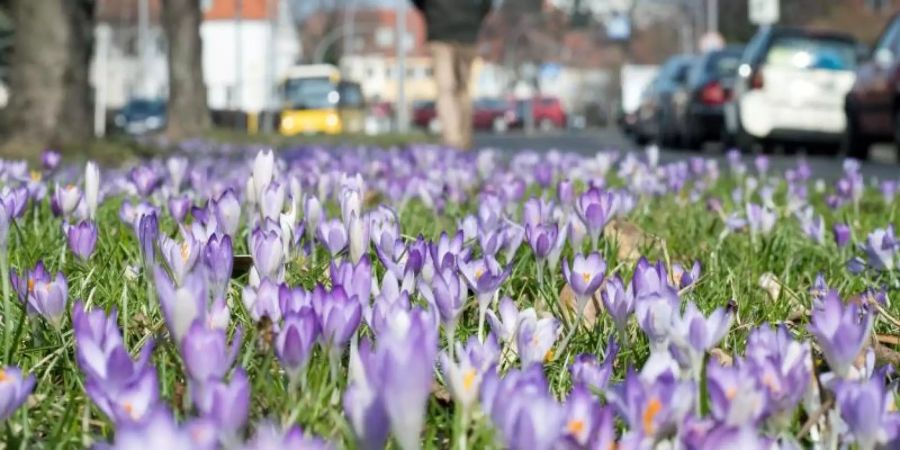 Krokusse blühen auf einem Mittelstreifen in Berlin-Tempelhof. Foto: Bernd von Jutrczenka