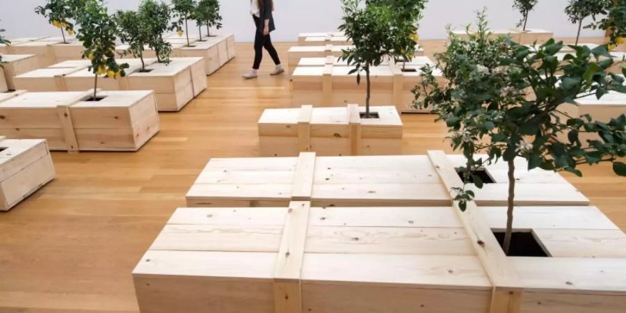 100 Särge, aus denen Zitronen- und Orenagenbäumchen wachsen: «Ex It» (1997/2019) von Yoko Ono. Foto: Hendrik Schmidt