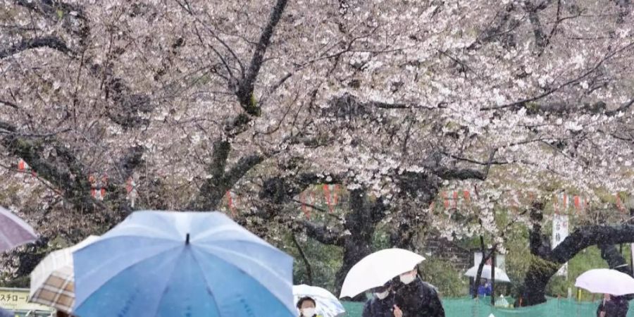 Menschen spazieren bei Regen an Kirschblüten im Ueno Park in Tokio vorbei. Foto: -/kyodo/dpa