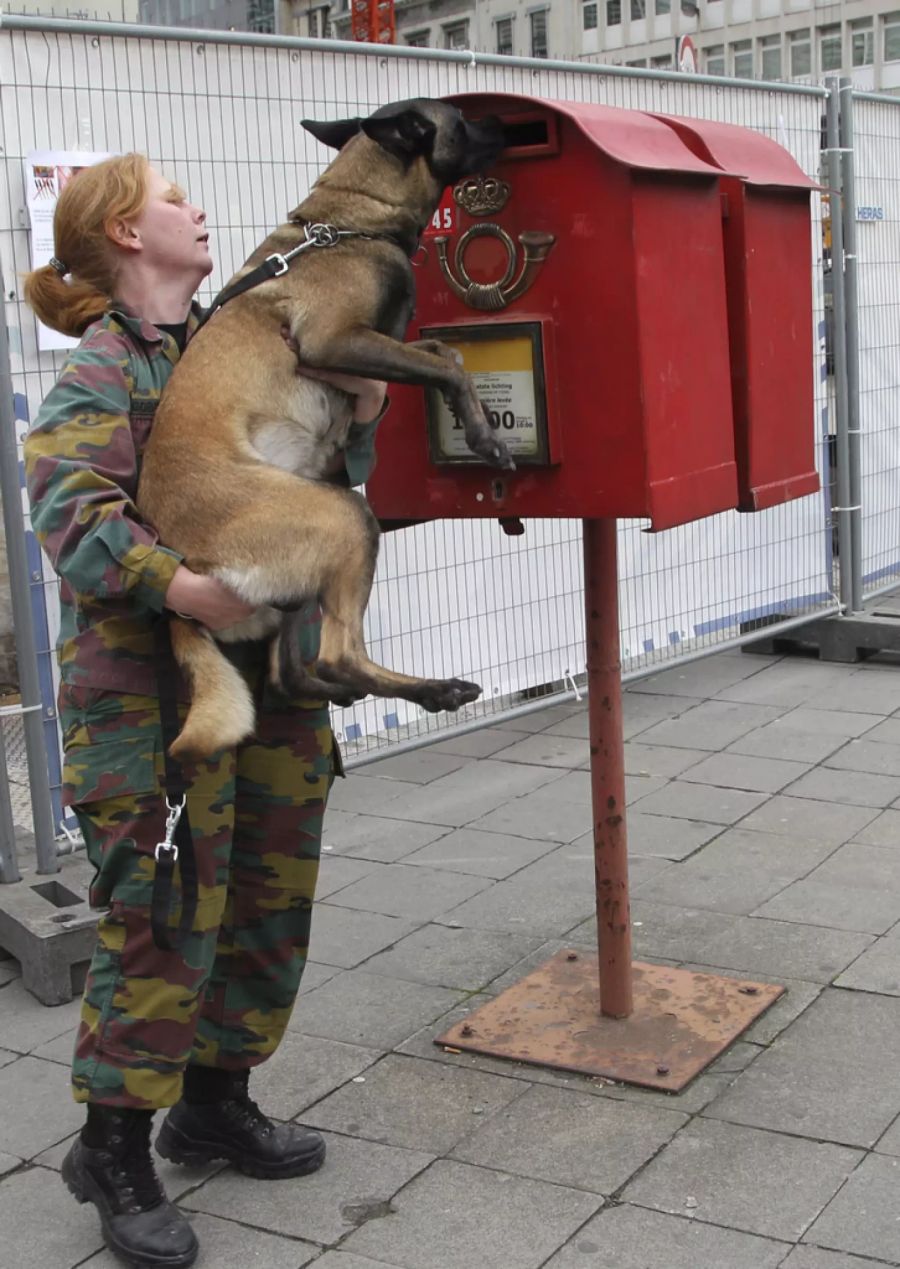 belgien armee hund