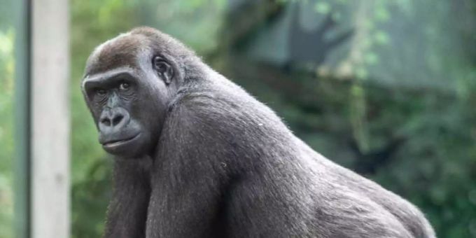 Der Zürcher Zoo musste eines seiner Gorilla-Weibchen einschläfern. Woran sie erkrankte, ist noch unklar. Gorilla Weibchen Zürich Zoo