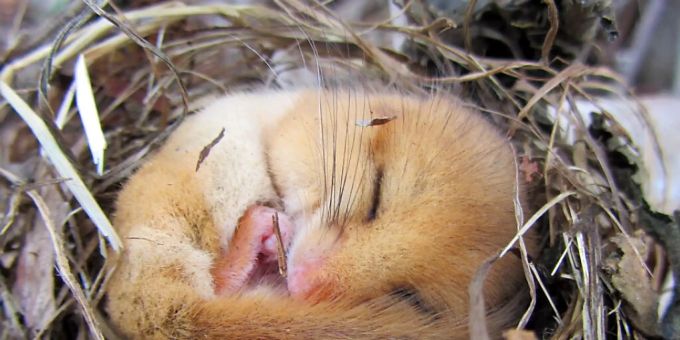 Siebenschläfer halten einen langen Winterschlaf. Um harte Zeiten zu überleben, besitzen die Tiere diese Fähigkeit wahrscheinlich bereits seit 34 Millionen Jahren. (Pressebild) Siebenschläfer halten einen langen Winterschlaf. Um harte Zeiten zu überleben, besitzen die Tiere diese Fähigkeit wahrscheinlich bereits seit 34 Millionen Jahren. (Pressebild)