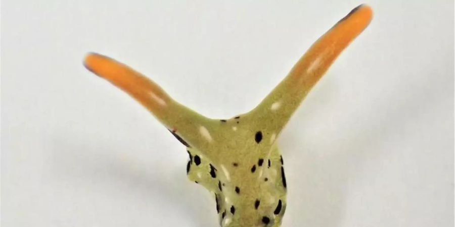 Die im Meer lebende «Elysia cf. marginata» kann bis auf ihren Kopf den gesamten Körper vollständig erneuern. Foto: Sayaka Mitoh/-/dpa