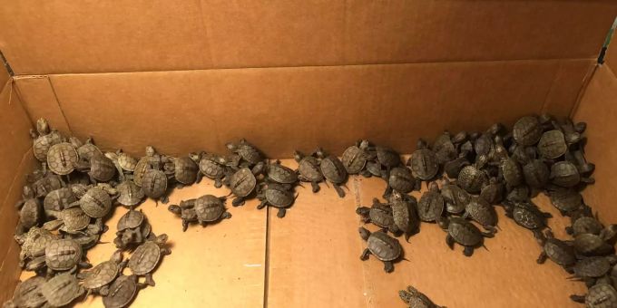 Good News - Über 800 Baby-Schildkröten in New Jersey gerettet