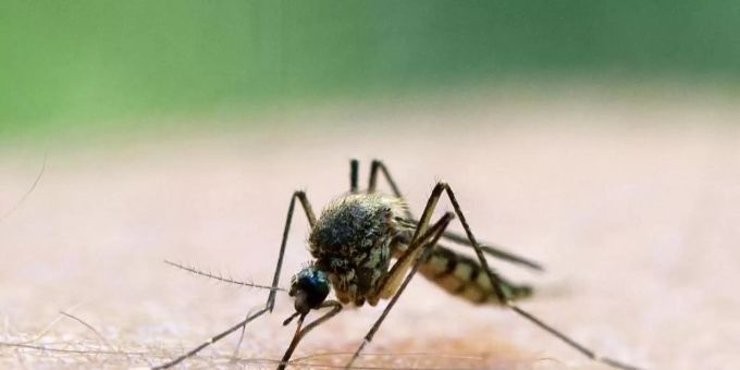 Die von Mücken übertragene Malaria ist eine der Hauptursachen für die hohe Kindersterblichkeit in Afrika. Foto: Patrick Pleul/dpa-Zentralbild/dpa Die von Mücken übertragene Malaria ist eine der Hauptursachen für die hohe Kindersterblichkeit in Afrika. Foto: Patrick Pleul/dpa-Zentralbild/dpa