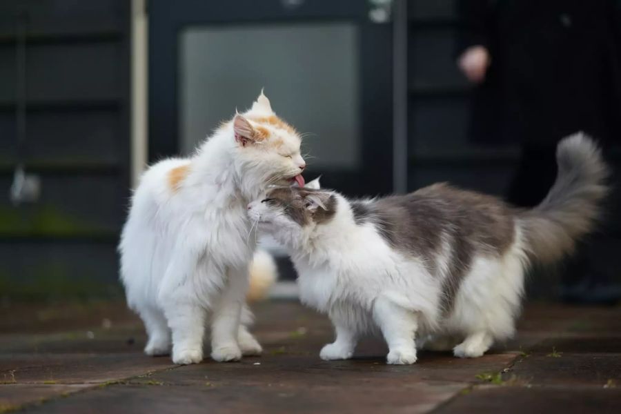 Zwei Katzen