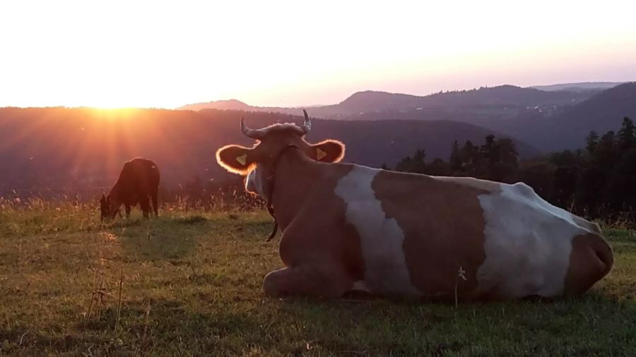 Hornkuh Hornkuh-Initiative Sonnenuntergang