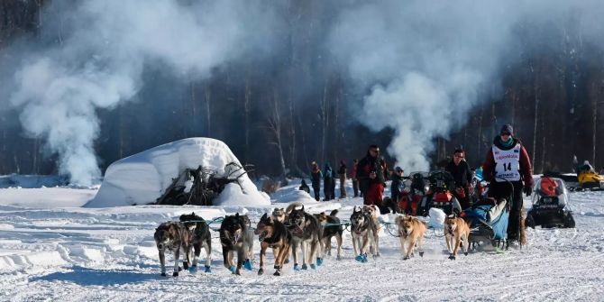 Hundeschlittenrennen Iditarod