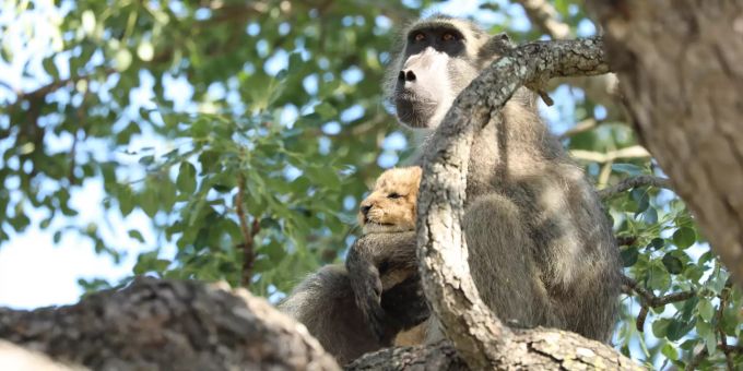 Ein Pavian hat nahe dem Skukuza-Camp im Krüger-Nationalpark ein Löwenbaby auf einen Amarula-Baum entführt. Paviane entführen Löwenbaby