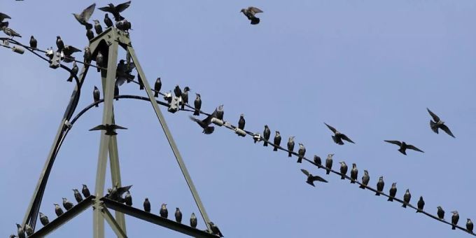 Strommasten sind für viele Vögel eine Todesfalle. Der Bund will nun Massnahmen ergreifen, um das Risiko für Stromschläge zu minimieren. (Archivbild) Strommasten sind für viele Vögel eine Todesfalle. Der Bund will nun Massnahmen ergreifen, um das Risiko für Stromschläge zu minimieren. (Archivbild)