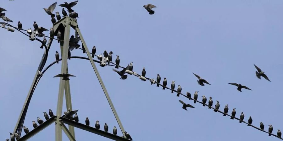 Strommasten sind für viele Vögel eine Todesfalle. Der Bund will nun Massnahmen ergreifen, um das Risiko für Stromschläge zu minimieren. (Archivbild)