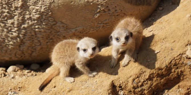 walter zoo erdmännchen