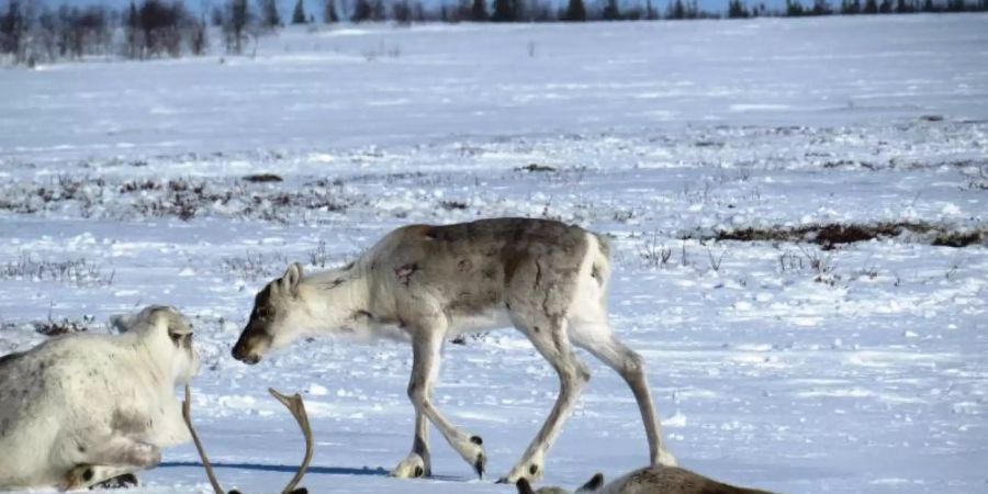 Der Bestand der Rentiere in Nordrussland geht zurück. Foto: Viktor Mamontow/WWF/dpa