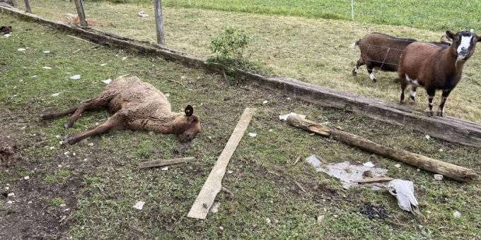In einem Tierquälerei-Fall hat die Luzerner Staatsanwaltschaft das Amtsgeheimnis nicht verletzt. (Symbolbild) tierquälerei