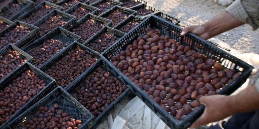 Ernte von Datteln im Westjordanland: Israel hat den Export landwirtschaftlicher Erzeugnisse aus den Palästinensergebieten verboten. Foto: epa Alaa Badarneh/epa/dpa