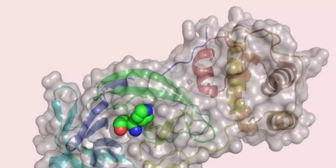 Gegen Coronavirus - Basler Forscher fahnden nach Wirkstoffen
