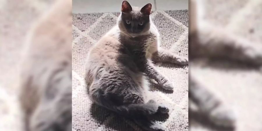 Katze Sophie impfung