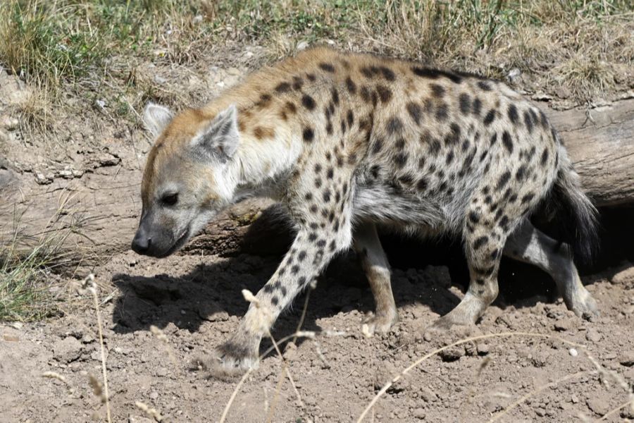 Die Massnahmen sind vielfältig: Hyänen erhalten beispielsweise ein Eis aus Fleisch.
