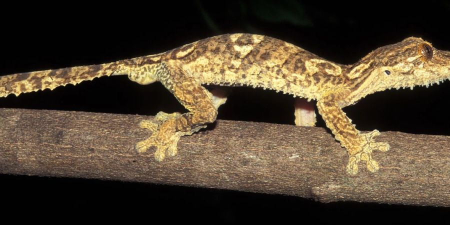 Blattschwanzgecko aus Madagaskar