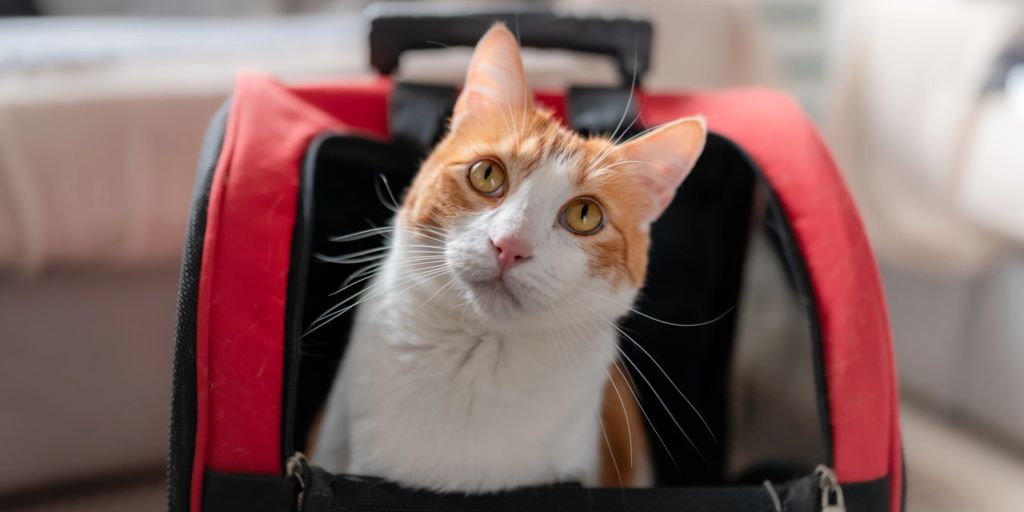 Mit der Katze auf Reisen: So gelingt's ohne Drama