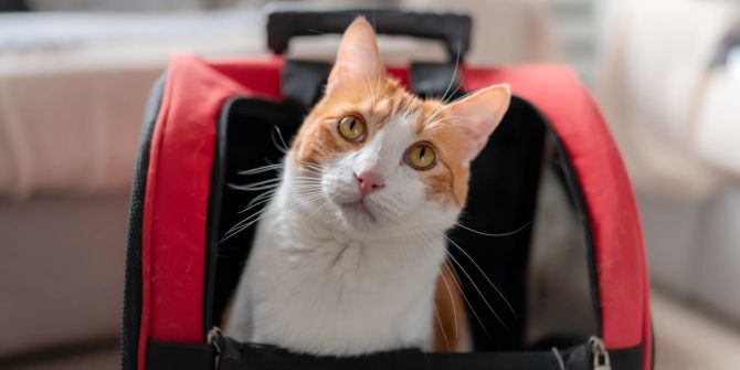 Katze im Reiserucksack.