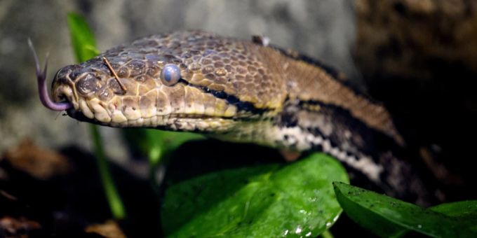 In Indonesien - Vermisste (45) tot in Fünf-Meter-Python gefunden