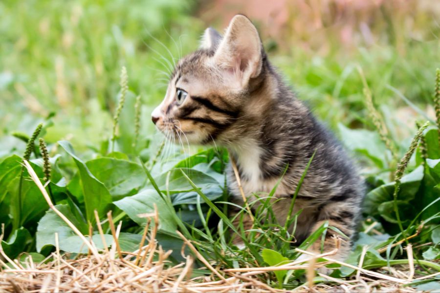 Katze im Freien