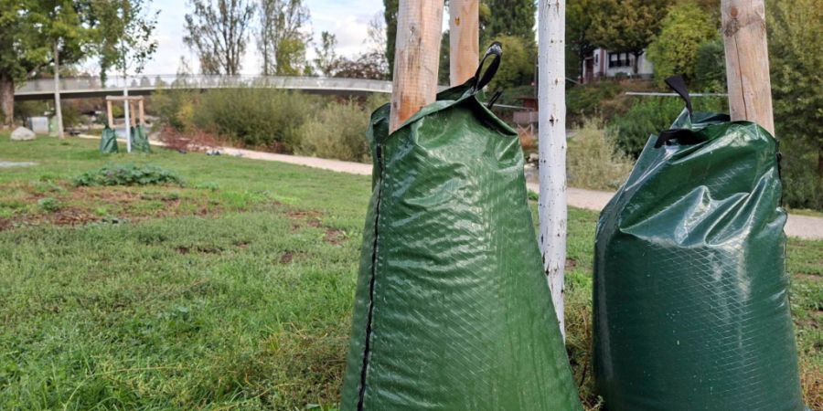 Die Basler Stadtgärtnerei hat dieses Jahr zum Schutz der Jungbäume besonders oft Giesssäcke eingesetzt - zum Beispiel beim Birskopf.