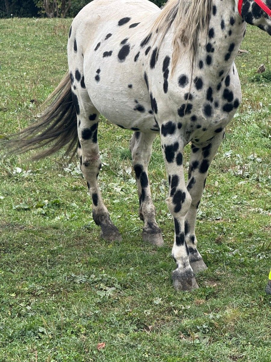 Ein Pferd wies vermutlich unbehandelte Verletzungen an einem Vorder- und einem Hinterlauf auf. Beim Bein vorne rechts ist ein stark geschwollenes Karpalgelenkt zu sehen.