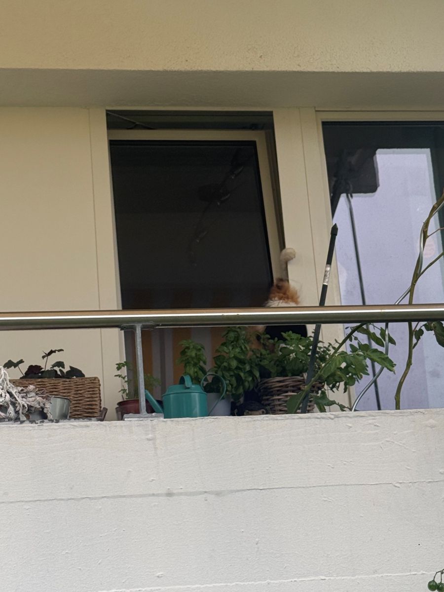 Die Katze hatte sich in Dübendorf ZH im Kippfenster einer fremden Wohnung eingeklemmt.