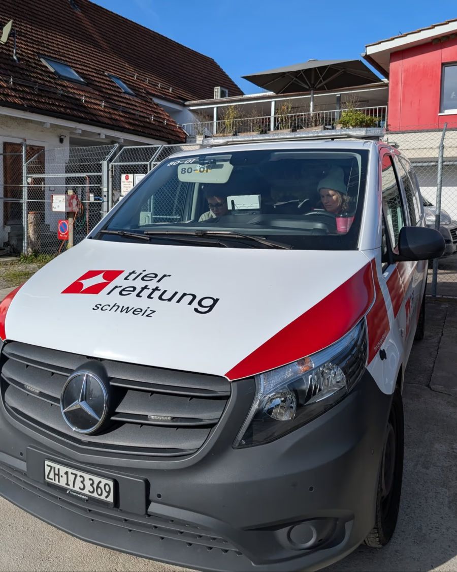 Die Stiftung Tierrettungsdienst registriert 2026 bisher vier Notfälle im Zusammenhang mit Katzen in Kippfenstern.