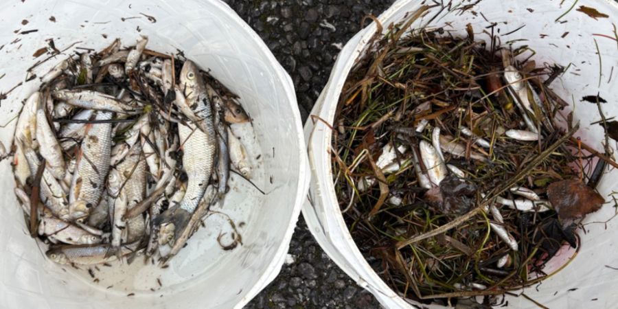 Die toten Fische wurden eingesammelt.